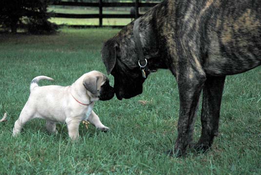 5 weeks old with Lady Madison at 7 months old