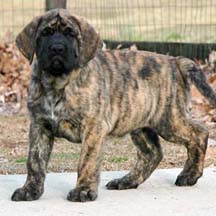 Oscar (in MD) - Brindle Male American Mastiff