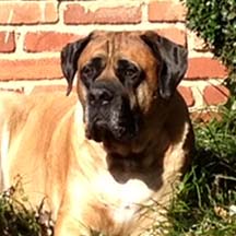 Newman (in GA) - Apricot Male American Mastiff