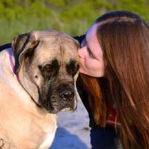 Normal - Fawn Female American Mastiff