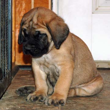 5 week old Apricot puppy