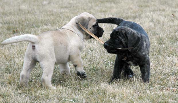 6 weeks old - Pictured with Princess (Brindle Female)