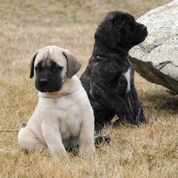 6 weeks old - Pictured with Princess (Brindle Female)