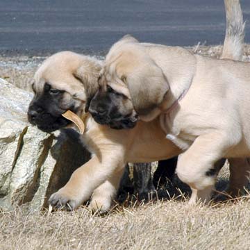 7 weeks old - Pictured with Shelby (Fawn Female) on the right