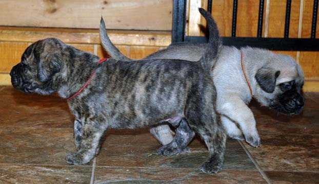 3 weeks old - Pictured with Max (Fawn Male)