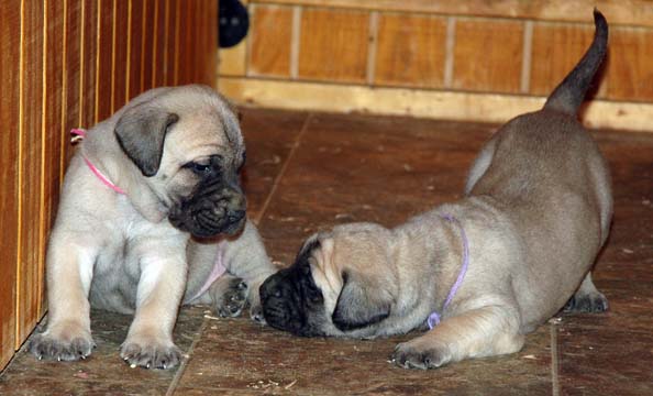 4 weeks old - Pictured with Sydney (Fawn Female) on the left