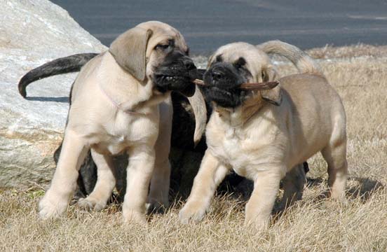 7 weeks old - Pictured with Shelby (Fawn Female) on the left