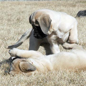 7 weeks old - Pictured with Coda (Fawn Male) on the right