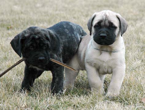 6 weeks old - Pictured with Princess (Brindle Female)