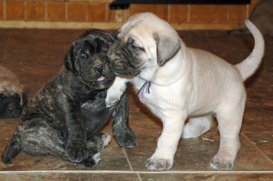 4 weeks old - Pictured with Princess (Brindle Female)