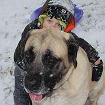 Maddie - Fawn Female American Mastiff