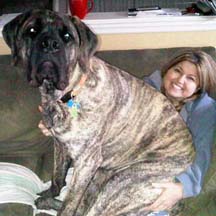 Moose - Brindle Male American Mastiff