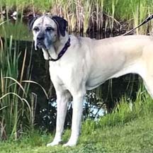 London - Fawn Female American Mastiff