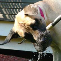 Myra - Fawn Female American Mastiff