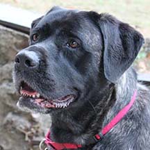 Pixie - Brindle Female American Mastiff