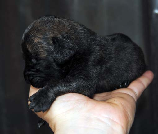 2 weeks old