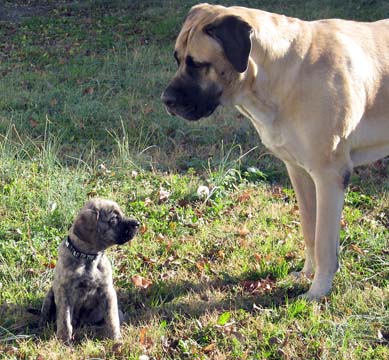 Diesel at 8 weeks old and Brodie at 3 years old.