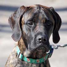 Lakota - Brindle Female American Mastiff