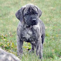 Eli - Brindle Female American Mastiff