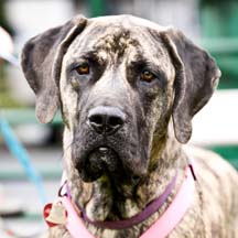 Mitzi - Brindle Female American Mastiff