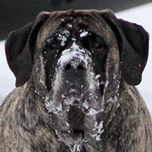 Izzie - Brindle Female American Mastiff