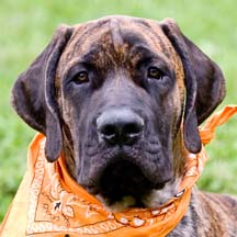 Nolan - Brindle Male American Mastiff