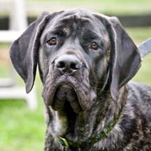 DiMaggio - Brindle Male American Mastiff