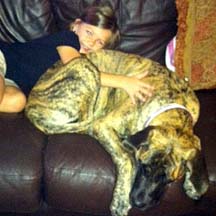 Maggie - Brindle Female American Mastiff