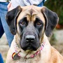 Zoey - Apricot Female American Mastiff