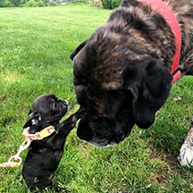 Toby - Brindle Male American Mastiff