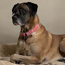 Ziva - Apricot Female American Mastiff