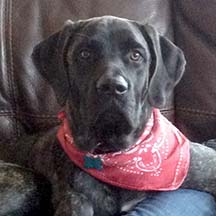 Onyx - Brindle Female American Mastiff