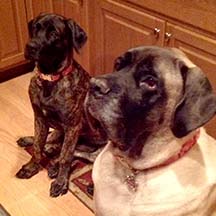 Ellie - Brindle Female American Mastiff