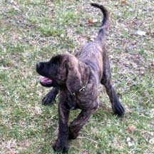 Brindle Male American Mastiff