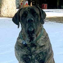 Brindle Male American Mastiff