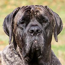 Dexter - Brindle Male American Mastiff