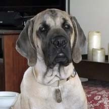 sampson - Fawn Male American Mastiff