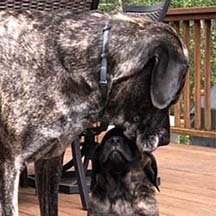 Dallas - Brindle Male American Mastiff