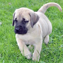 Tank - Fawn Male American Mastiff