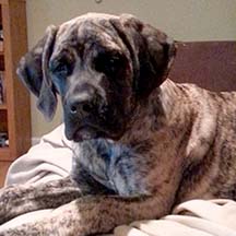 Lilly - Brindle Female American Mastiff