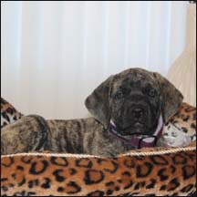 Elsie - Brindle Female American Mastiff