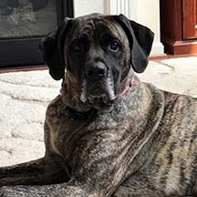 Ginger - Brindle Female American Mastiff