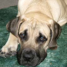 Caesar - Fawn Male American Mastiff