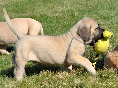 6 weeks old