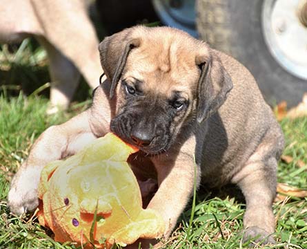 5 weeks old