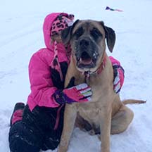 Copper - Apricot Male American Mastiff