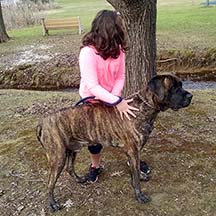 Rig - Brindle Male American Mastiff