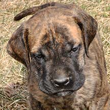 Dalton - Brindle Male American Mastiff