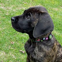 Emma - Brindle Female American Mastiff