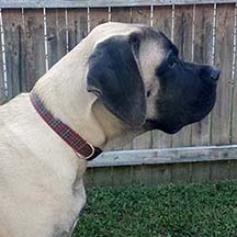 Dempsey - Fawn Male American Mastiff